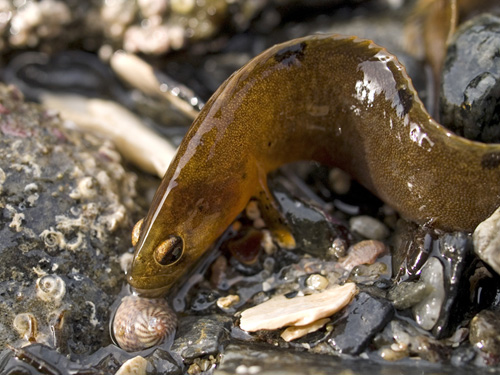 Macro picture of a butterfish (Pholis gunnellus)