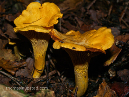 Photo of Golden chanterelle (Cantharellus cibarius)