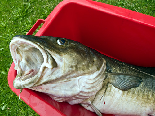 Picture of a 24 kg (53lb) big cod that I fished in Northern Norway