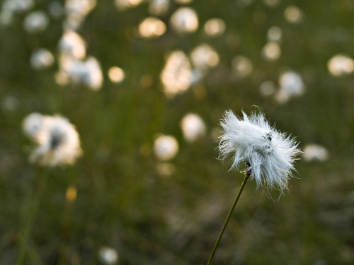 Picture from a cottongrass (Eriophorum) marsh in northern Norway