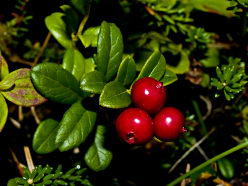 Photo of cowberry