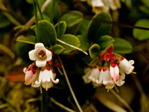 Photo of cowberry flowers