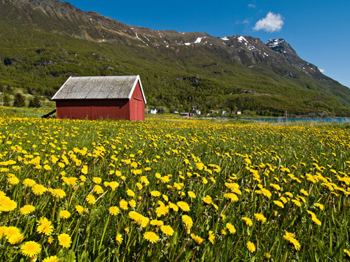 Picture of field full of dandelion flowers and a red boatshed in Northern Norway