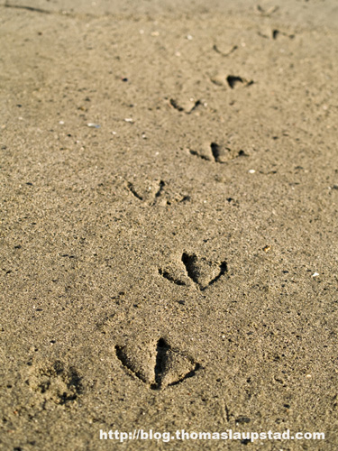 Picture of tracks made by a duck taking a stroll on the beach