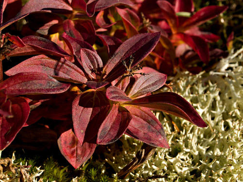 Picture of dwarf cornel with autumn colors