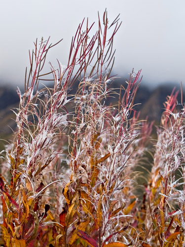 Picture of fireweed with autumn colors