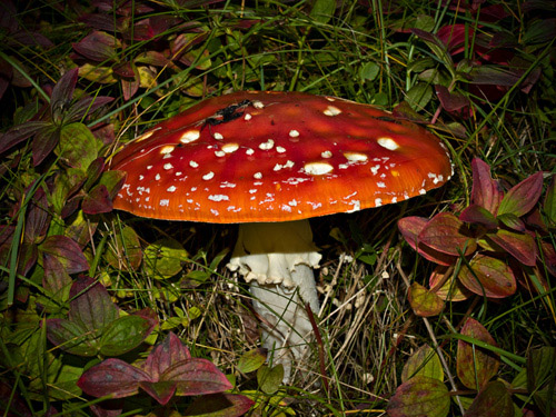 Picture of fly agaric (Amanita muscaria) fungus