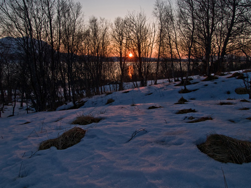 Picture of sunset within a winter forest in Northern Norway