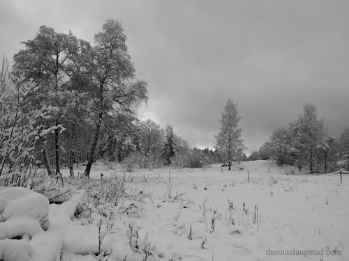 Black and white picture of fresh snow on trees and landscape in Nesodden, Norway