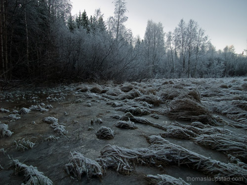 Picture of frozen field and rimed trees - Winter in Southern Norway