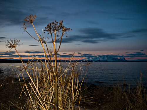 Photo of Garden Angelica plant on a winter day in Northern Norway