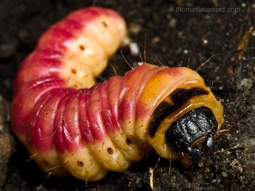 Macro picture of Goat Moth Larva (Cossus Cossus)