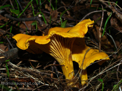 Picture of Golden chanterelle (Cantharellus cibarius)