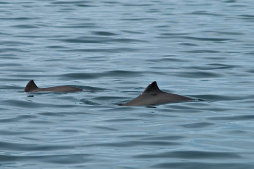 Picture of two Harbour Porpoise (Phocoena phocoena) swimming in a fjord in Northern Norway