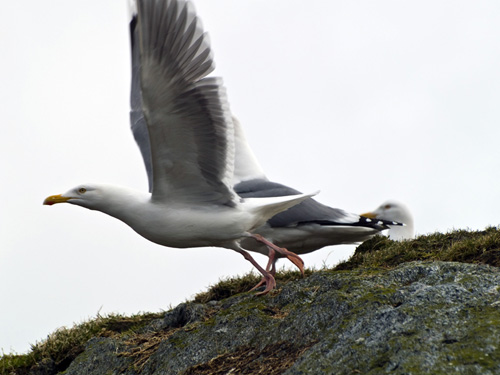 Picture of herring gull (Larus argentatus) taking flight