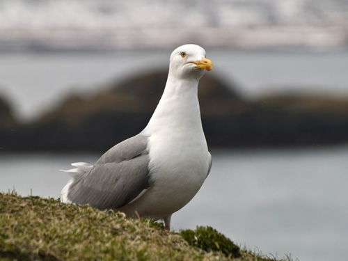 Picture of herring gull (Larus argentatus)