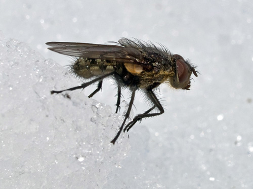Close up picture of housefly (Musca domestica) on snow
