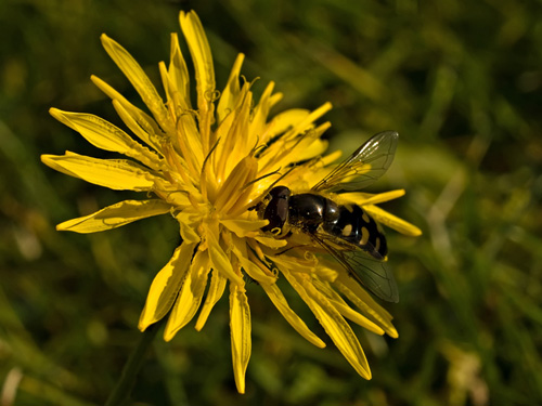 Close up photo of hoverfly feeding on an autumn hawkbit flower