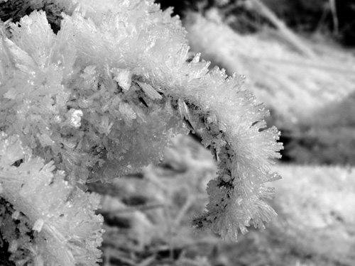 Black and white photo of snow crystals in Northern Norway