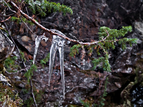 Picture of icicles hanging from a common juniper branch