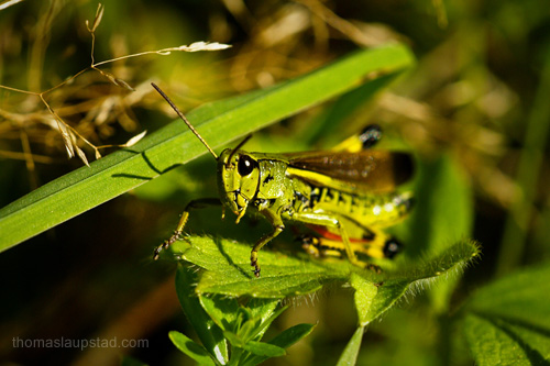 Macro picture of Large marsh grasshopper (Stethophyma grossum) the largest Acrididae in Norway