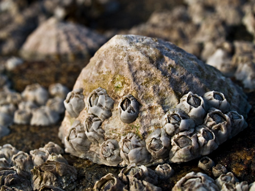 Macro picture of common limpet (Patella vulgata) covered with barnacles