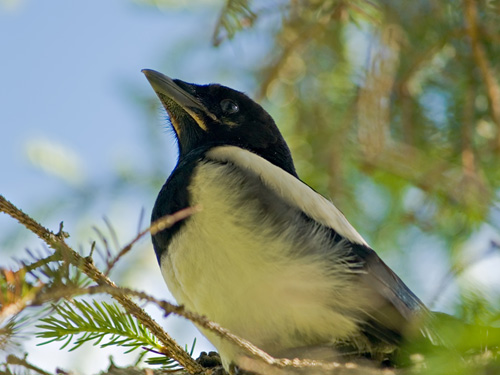 Close up picture of young European magepie bird (Pica pica)