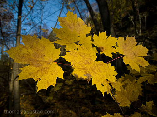 Picture of Norway maple leaves (Acer platanoides) with fall / autumn colors 