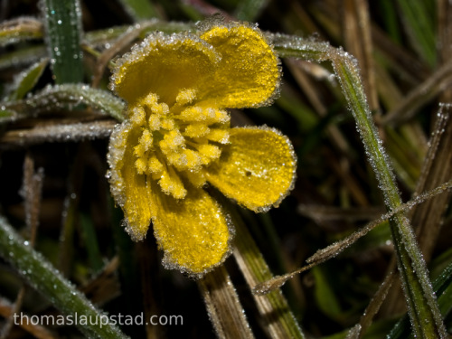 Macro picture of Meadow buttercup flower (Ranunculus acris) covered with rime frost