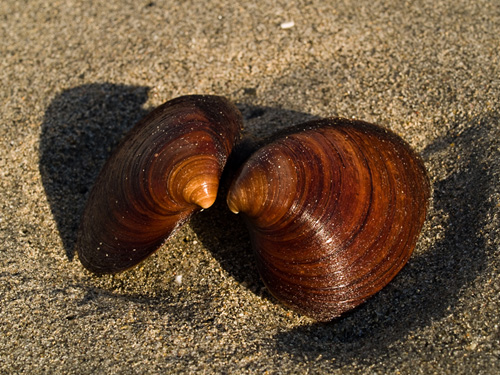 Close up picture of Ocean Quahog (Arctica islandica) shells on a sandy beach