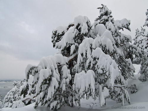 Picture of pine tree totally covered in snow - Heavy snowfalls in South Norway