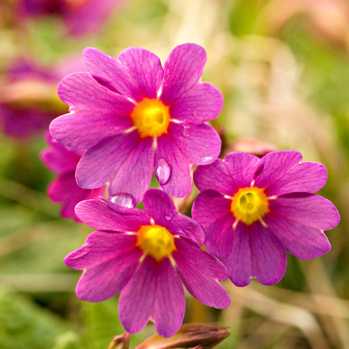 Macro photo of pink primula flowers with water drops