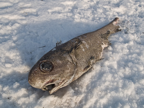 Picture of half eaten Rattail (Roundnose grenadier, Coryphaenoides rupestris) deep sea fish