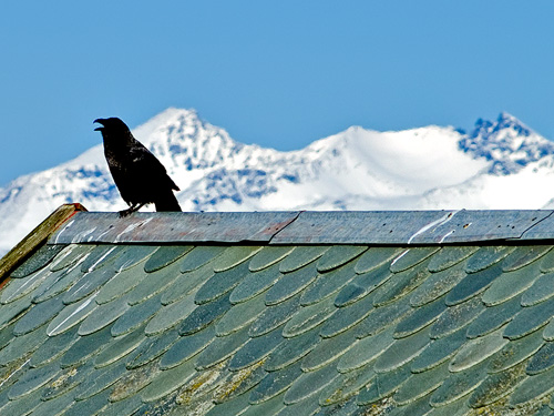 Photo of raven sitting on an old tiled stone roof