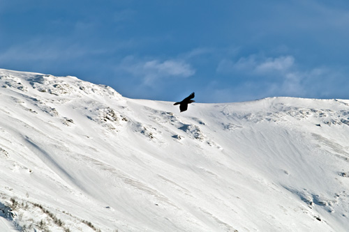 Picture of flying raven against a snowy winter mountain in Northern Norway