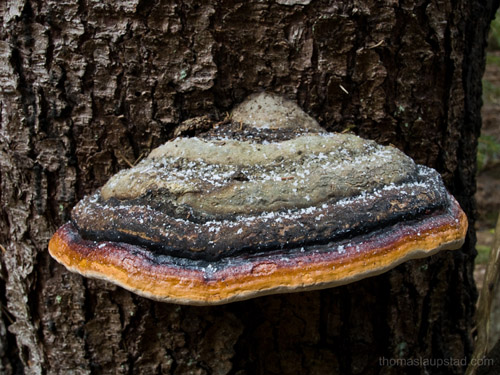 Picture of Red Banded Polypore mushroom (Fomitopsis pinicola) on Norway spruce tree