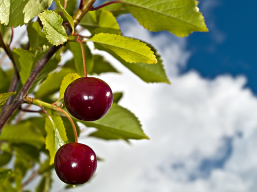 Close up photo of ripe cherries