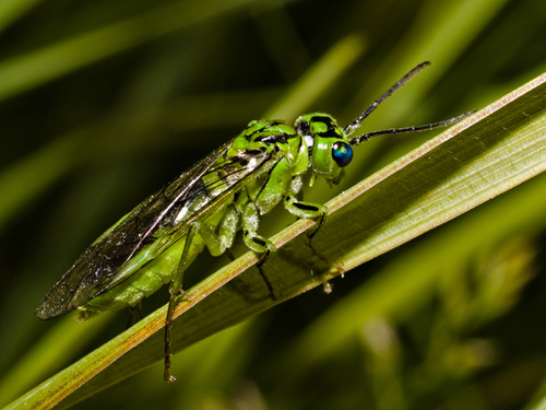 Macro picture of a sawfly with blue eyes
