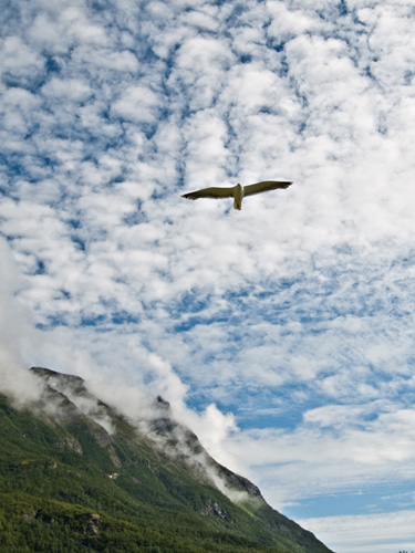 Picture of flying seagull and mountain landscape