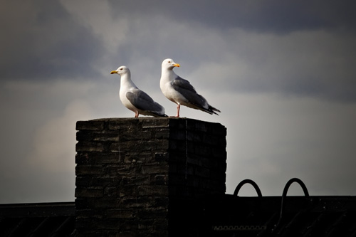 Picture of seagull pair sitting on roof pipe in Northern Norway