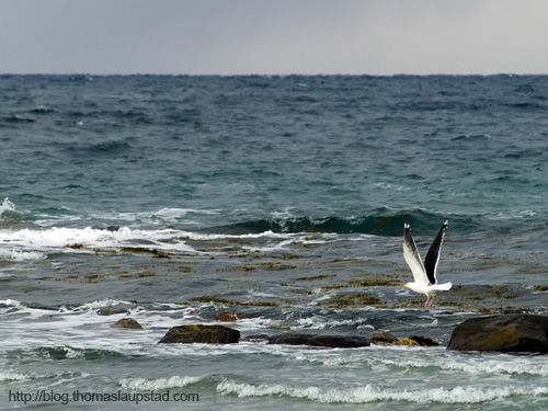 Photo of seagull taking flight on a cold and snowy winter day in northern Norway