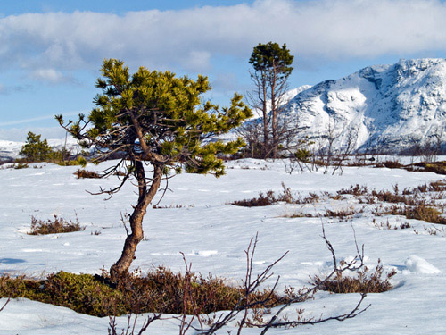 Picture of small scots pine tree in a winter landscape in Northern Norway