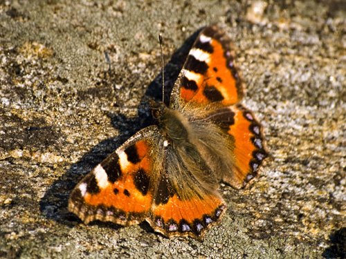 Macro picture of Small Tortoiseshell butterfly (Nymphalis urticae)