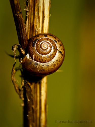 Picture of old snail shell on withered thistle