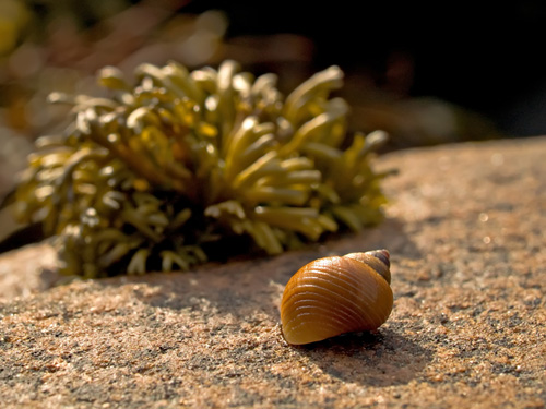 A closer view of a snail