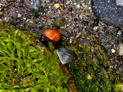 Close up photo documenting life on the coast - snails and algea