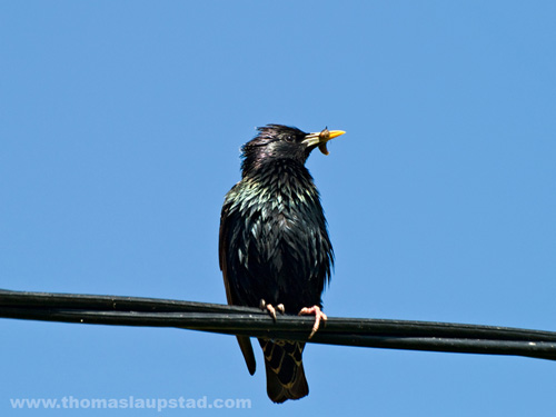 Picture of young European starling (Sturnus vulgaris) with bug in beak