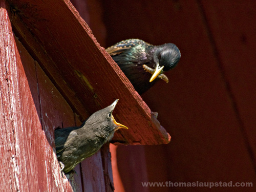 Picture of young European starling (Sturnus vulgaris) on birdhouse