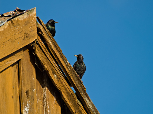 Picture of European Starling (Sturnus vulgaris) couple on boatshed roof