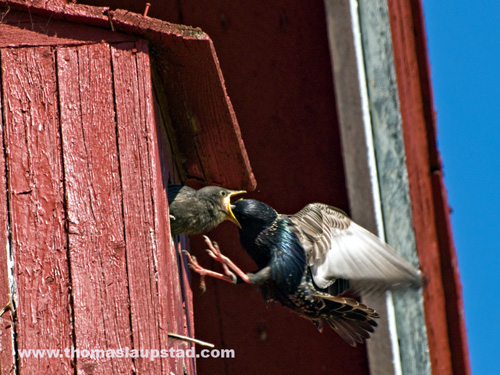 Picture of European starlings (Sturnus vulgaris) feeding their young